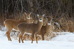 3 deer in field