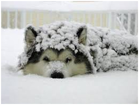 Snow Covered Dog