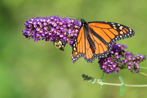 Monarch and Bee on flower