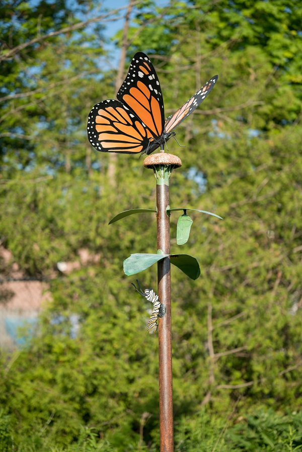 Life Cycle of a Monarch