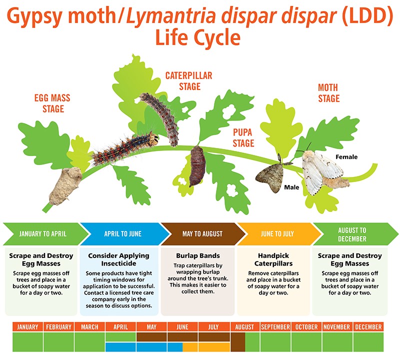 Life Cycle of the LDD Moth