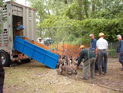 workers rounding up geese into a truck