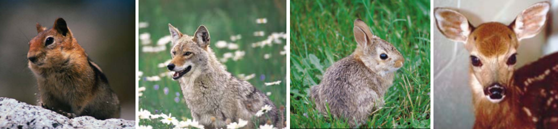 Chipmunk, Coyote, Rabbit, Deer