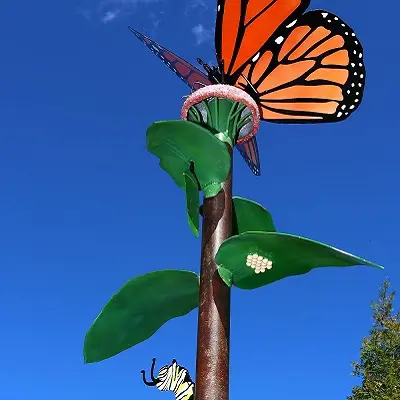 Life Cycle of a Monarch at Amberlea Park